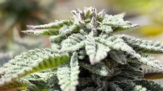 Spring ‘24 outdoor grow  - Chimera 3, Sour Cherry Glue BPB Wrench @PollenSax @dieseljunkie9951