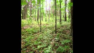 1994 Bigfoot Scream-columbiania county ohio