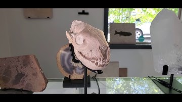 Juvenile Oreodont (Merycoidodontoidea) Skull