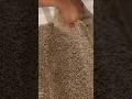 #carpet #removed #lvp #installed #howto #howtoinstall #flooring #clean #bacteria #free