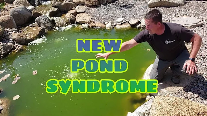 NEW POND SYNDROME - Algae Bloom Solutions | Say NO! to green pond water!!