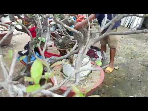 Video m669 gl cây sầm đá hoa siêu đẹp 1000k... - youtube