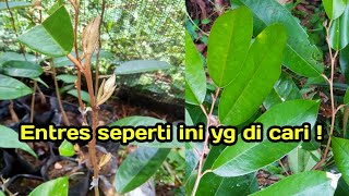 CARA MEMILIH ENTRES DURIAN UNTUK OKULASI DAN SAMBUNG PUCUK
