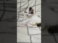 かわいすぎて触らずにはいられませんでした🐾 #cat #好きな子猫 #子ネコ #kitten #gatto #kitty #子猫 #エウレカねこ部 #pets #保護猫 #animals #cute