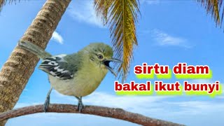 Suara Burung Sirtu/Cipoh Gacor Manggil Lawan || Suara Panggilan Sirtu Jantan Memancing sirtu lain