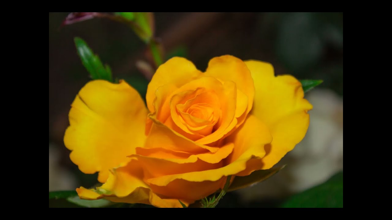 ලස්සන මල් වර්ගවල පින්තුර /pictures of beautiful flowers - YouTube