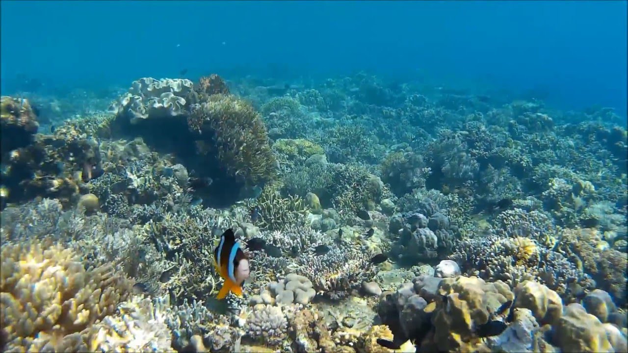 Snorkeling in Karampuang Island with SJ4000 - YouTube