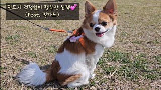 강아지브이로그 | 선유도공원 강아지 산책 | 멍가드 | 강아지진드기퇴치제