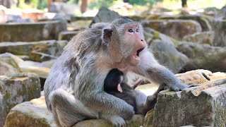 What's Wrong with Newborn Monkey  | Cute Baby Monkey SR​​​​​