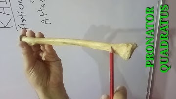 RADIUS PART-2 - ARTICULATIONS AND ATTACHMENTS BY DR MITESH DAVE