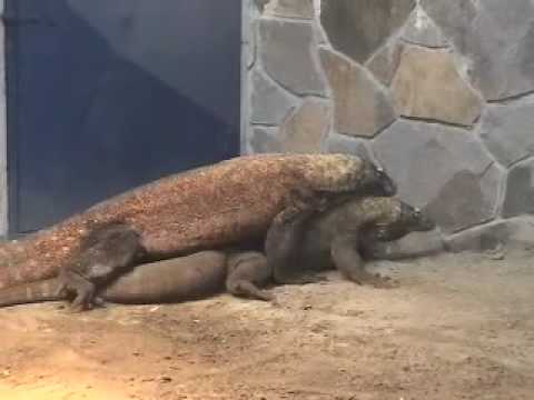 コモドドラゴンの求愛 Courtship Of Komodo Dragon Youtube