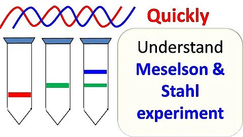 Meselson and Stahl experiment