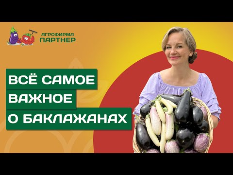 ОТВЕЧАЕМ НА ГЛАВНЫЕ ВОПРОСЫ О ВЫРАЩИВАНИИ БАКЛАЖАНОВ