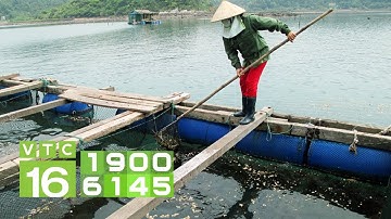 Quy tắc cần nhớ khi chăm sóc cá trong mùa đông I VTC16