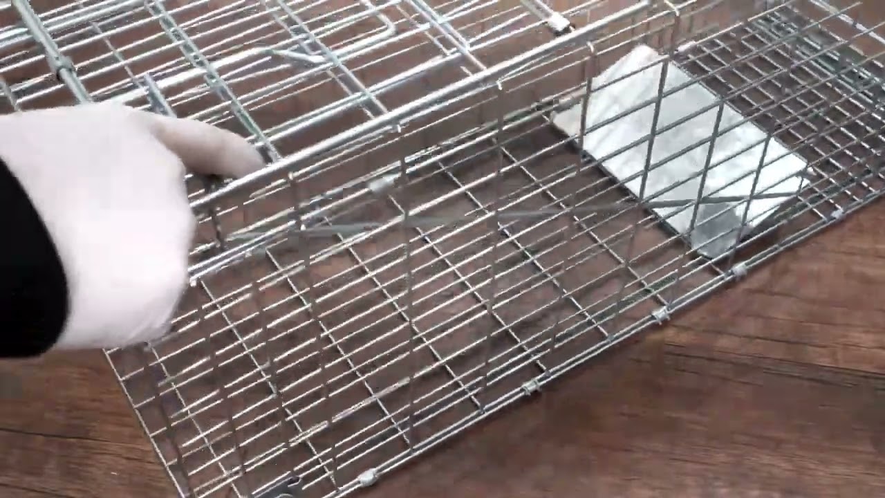 How To Set Up Efficacy Animal Trap Cage - Catch Feral Cats, Raccoons, Squirrels, other small animals