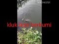 Master penakluk ikan berkumis