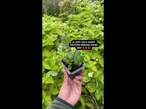 Video: Arctic Raspberry Plant Care – How To Grow bunndekkende bringebærplanter