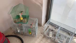 Download Lagu European gold finch MP3