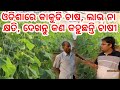 How to earn money by cucumber farming cucumber farming all details explained by farmer in odia