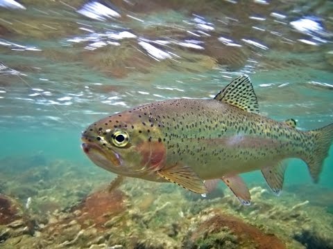 Vídeo: Estudio De Patogenicidad Y Severidad De Lactococcus Garvieae Aislado De Granjas De Trucha Arco Iris (Oncorhynchus Mykiss) En Kohkilooieh Y La Provincia De Boyerahmad