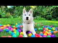 🔴 Come Play in Our Yard with My Husky! (LIVE)