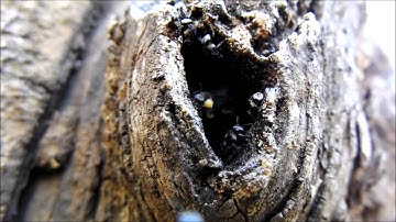 Australian native stingless bee log hive macro 2