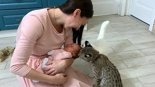 LYNX AND CATS MEET ALICE / Bobcat attacks old cat