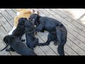 Flat-Coated Retriever Day 56 Last full day together の動画、YouTube動画。