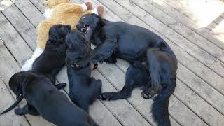 FlatCoated Retriever Day 56 Last full day together