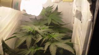 Trhash Plant and Romulan Week 1 of flowering.