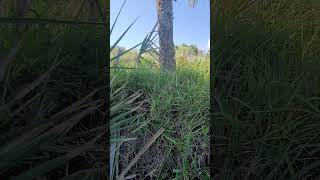 #howto #trim a #small #palmetto #Palm with your #barehands