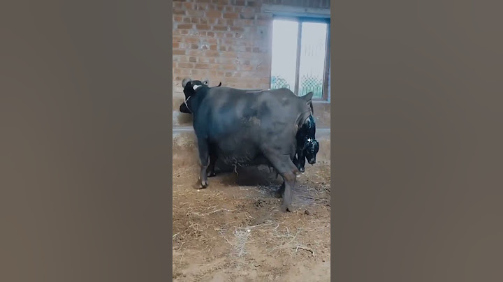 murra buffalo giving birth a calf ❤️❣️😊