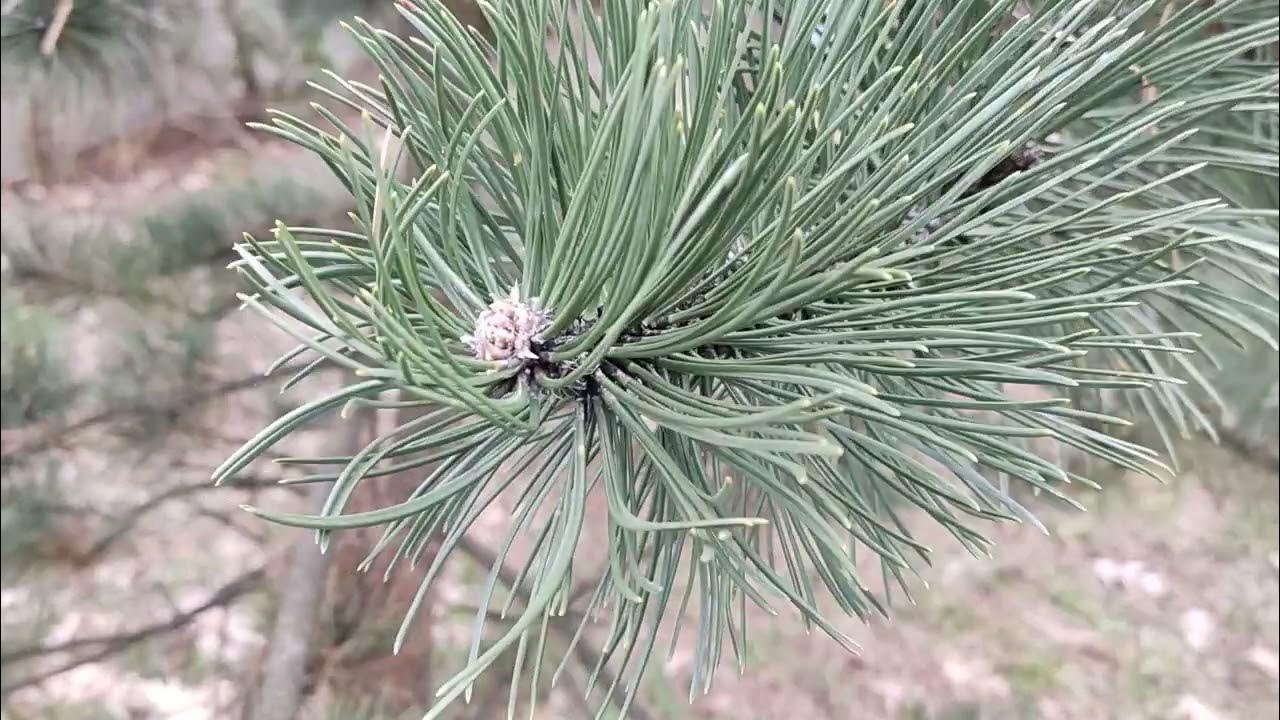 Pinus nigra Oregon Green. Сосна сосна Орегон Грин. Орегона Грин сосна скорость роста. Сосны лайн.