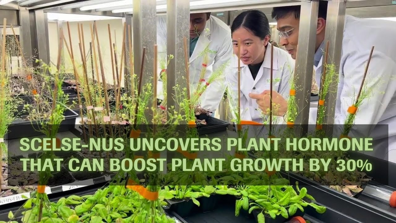 contribo plant Contribo – SacredRootz