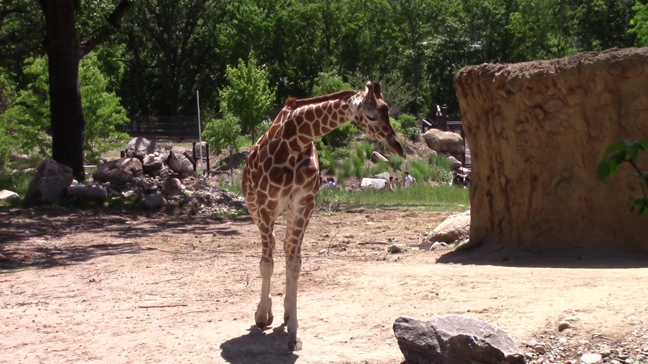 Giraffe Walking Backwards YouTube