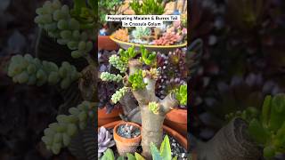 3 Types of Succulents in 1 Plant