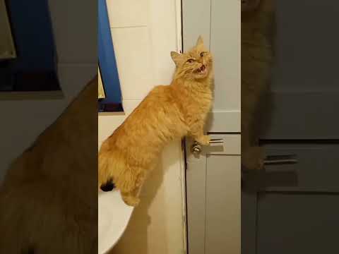 Открой дверь!!! #кот #кошки #животные #cat
