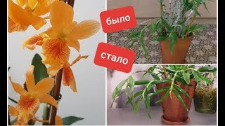 видео: укрощение ОРХО-СТРОПТИВОГО:  Dendrobium Stardust картинка: укрощение ОРХО-СТРОПТИВОГО:  Dendrobium Stardust