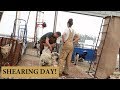 How We Shear Our Sheep (THE CHARLIE METHOD): Vlog 141