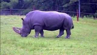 Roadside Safari at Six Flags Great Adventure, New Jersey