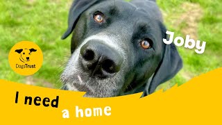 Joby the joyful Crossbreed | Dogs Trust Leeds