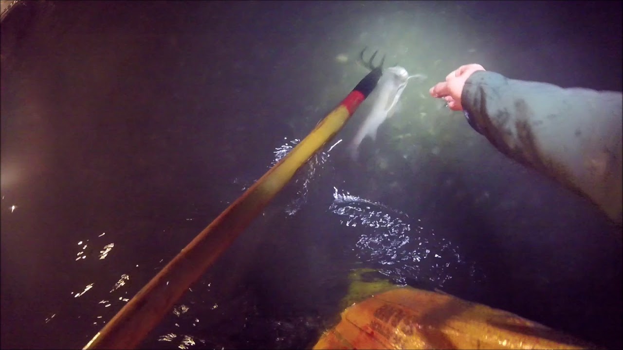 Spearfishing Whitefish At Night In Alaska YouTube Spearfishing Whitefish At Night In Alaska YouTube