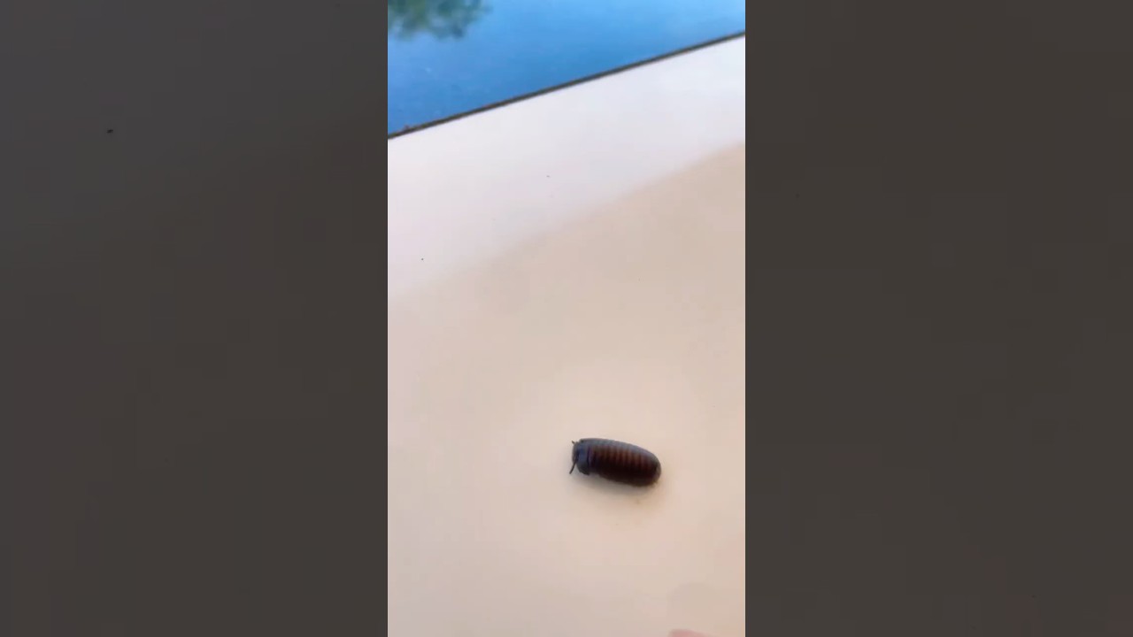 Millipede ball Creeping on the smooth floor Catch so cute 