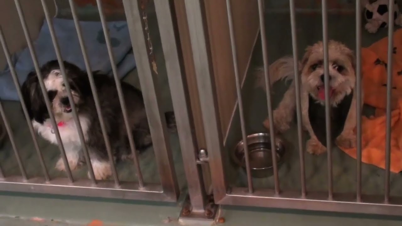 Kijiji Pets (Montreal)