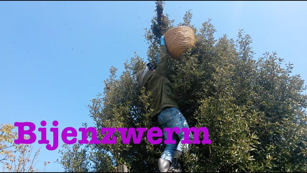 Bijenzwerm in boom