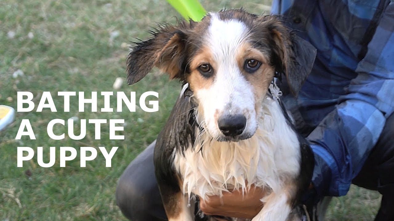 How to Bathe a Puppy YouTube