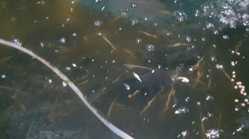 Sau 2 tháng nuôi cá lăng đuôi đỏ trong thùng nhựa 2000 lít - mật độ 200 con/m3