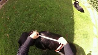 How to measure your dog for a harness