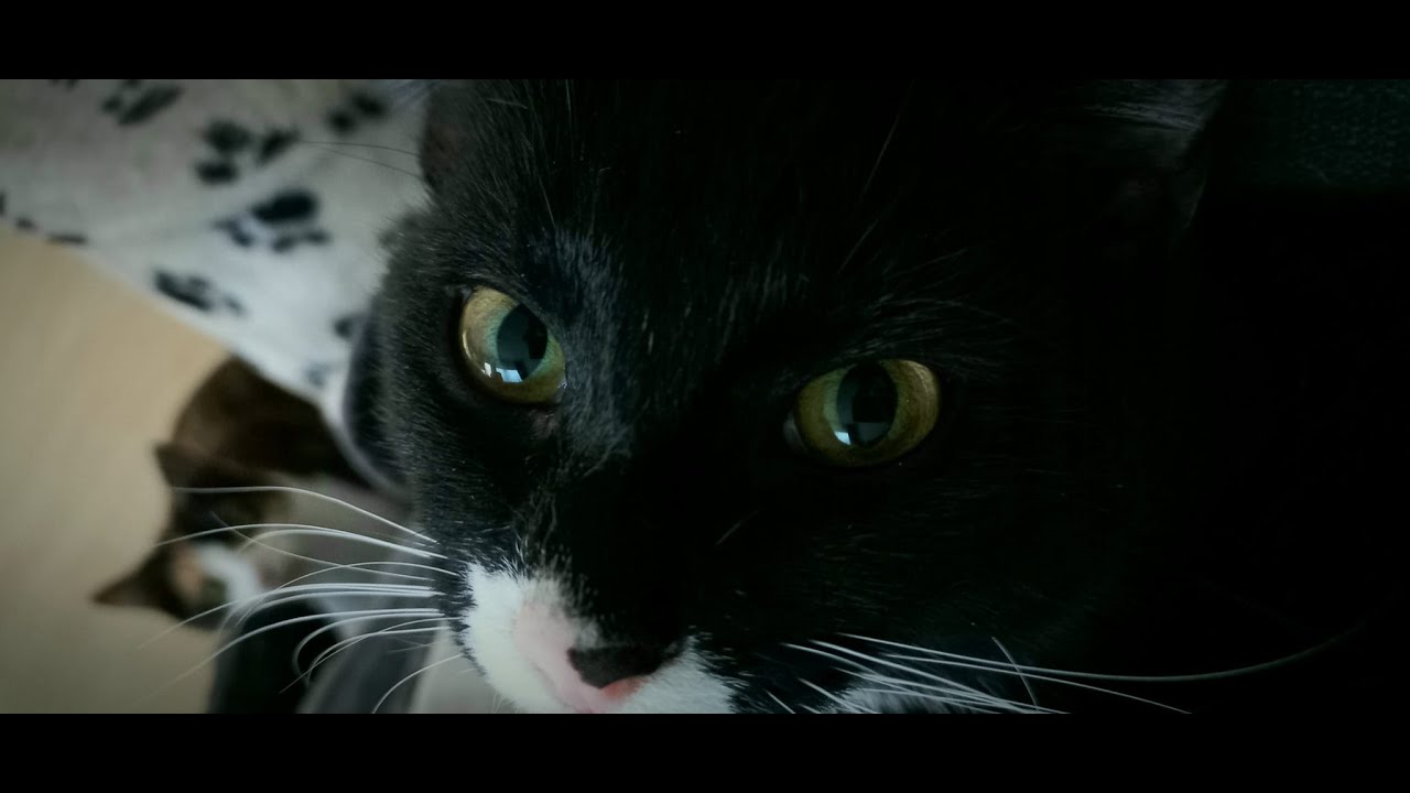 cats-how-to-act-cute-and-adorable-youtube