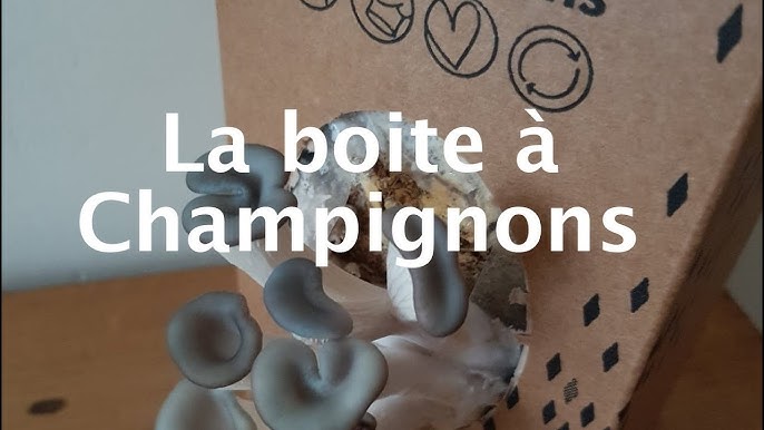 Kit d’auto-culture de champignons Pleurote